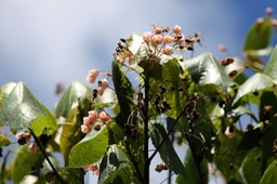 Petit Mahot rose- Dombeya elegans