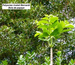 Polyscias rivalsii Bernardi. Bois de papaye