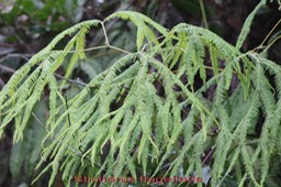 Sticherus flagellaris - Gleicheniacée - I