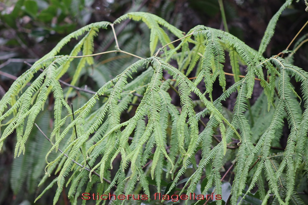 Sticherus flagellaris - Gleicheniacée - I