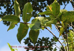 Syzygium cordemoyi- B