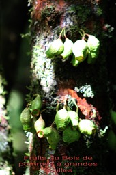 Syzygium cordemoyi- les fruits