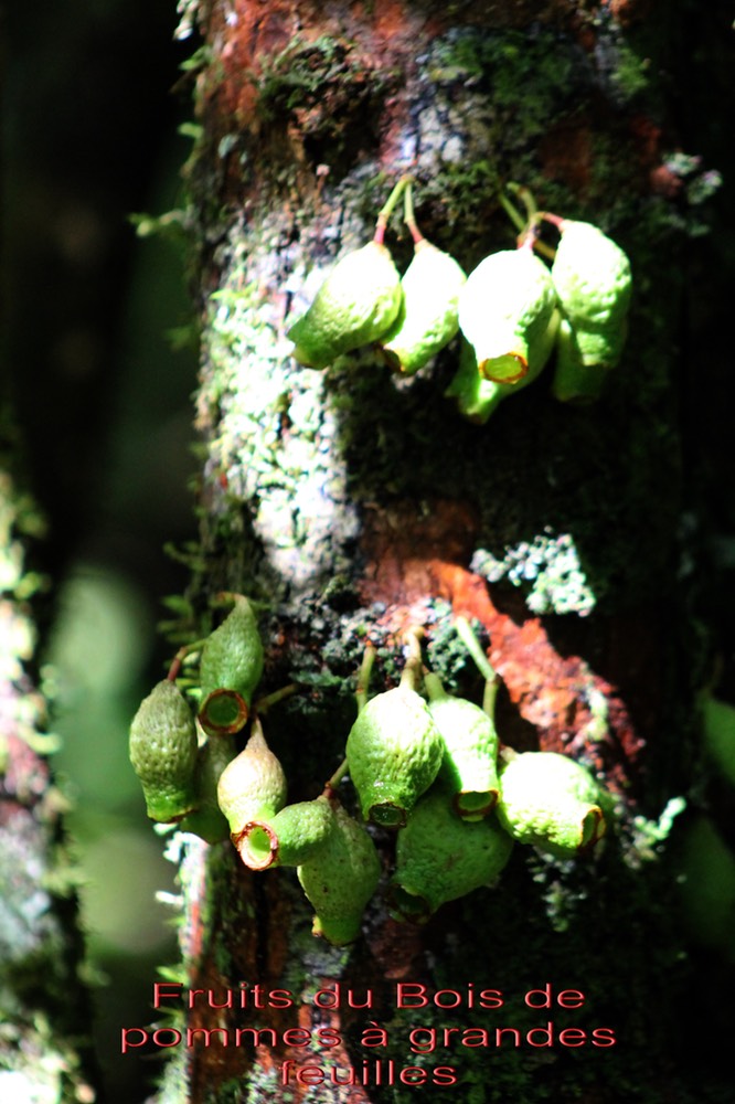 Syzygium cordemoyi- les fruits