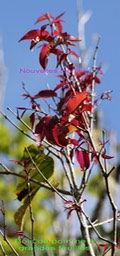 Syzygium cordemoyi