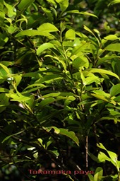 Takamaka pays- Calophyllum tacamahaca- Clusiacée - BM