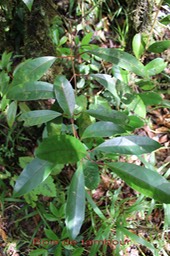 Tambourissa elliptica- Feuilles juvéniles