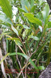 Tambourissa elliptica