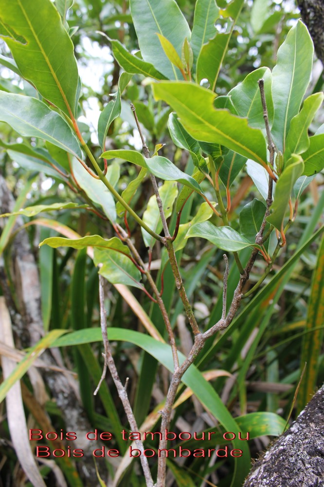 Tambourissa elliptica