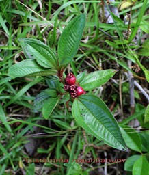 Tristemma mauritianum- Mélastomatacée - exo