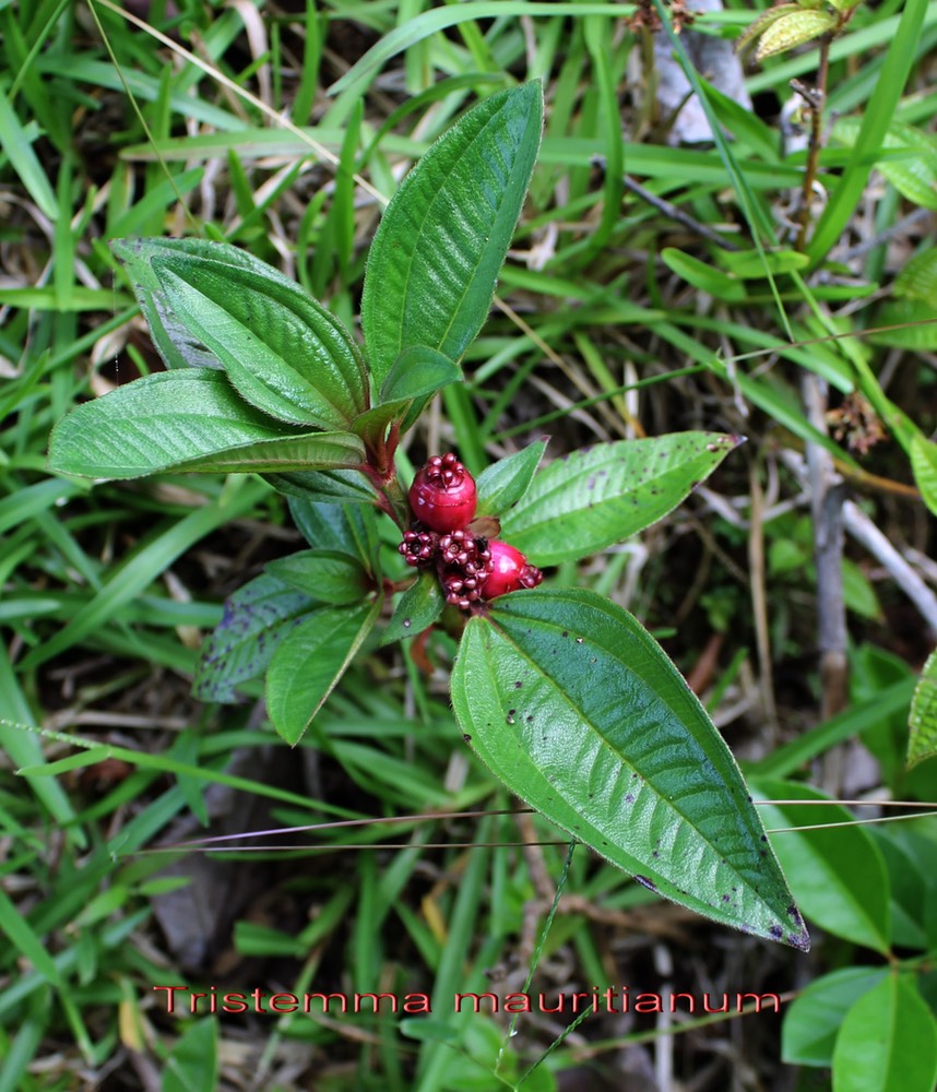 Tristemma mauritianum- Mélastomatacée - exo