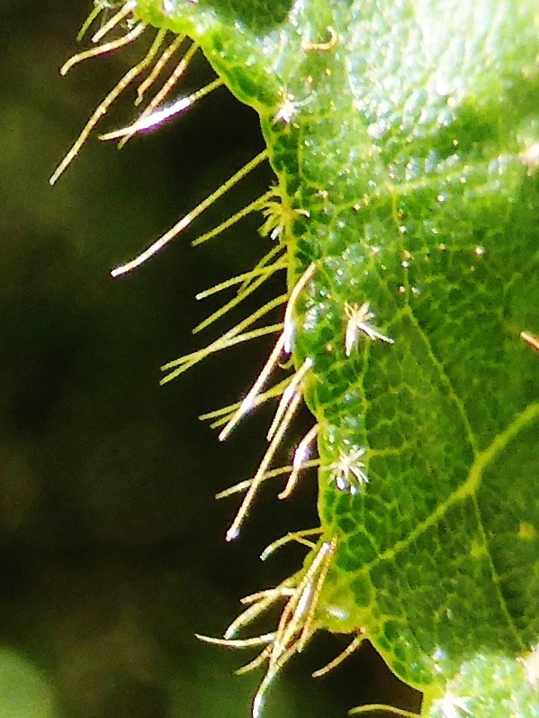 les deux sortes de poils de Dombeya blattiolens MALVACEAE