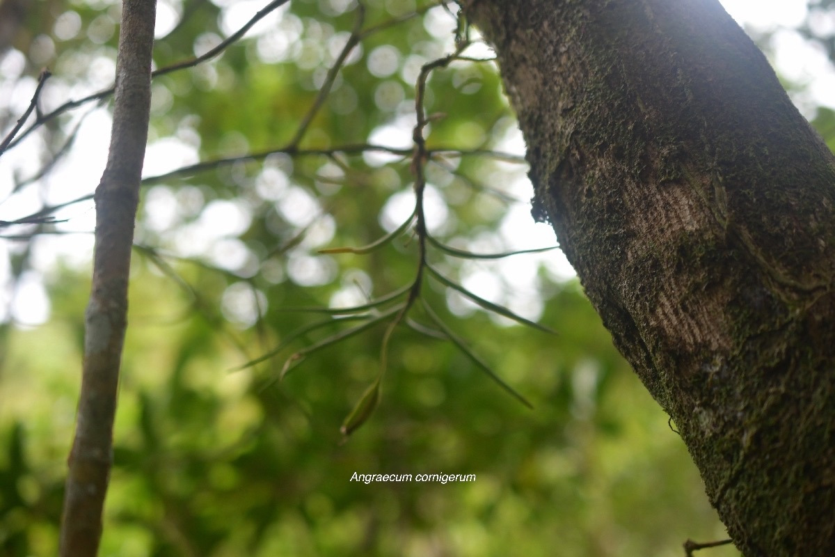 Angraecum cornigerum Orchidace ae Endémique La Réunion