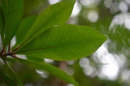 Badula grammisticta  2 bois de savon P rimulaceae Endémique La réunion