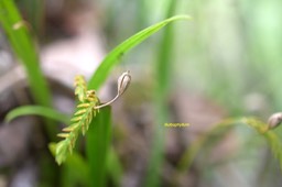 Bulbophyllum 