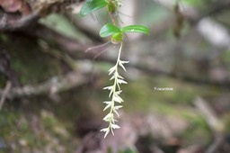 Bulbophyllum nutans 2 Ti carambole O rchidaceae Indigène La Réunion