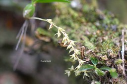 Bulbophyllum nutans Ti carambole Or chidaceae Indigène La Réunion