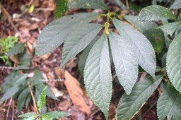 Elatostema fagifolium Urticaceae Indigène La Réunion