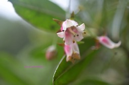 Forgesia racemosa Bois de Laurent Martin  Escalloniaceae Endémique La Réunion