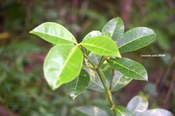 Melicope obtusifolia Catafaille patte poule Rutaceae Endémique Réunion , Maurice