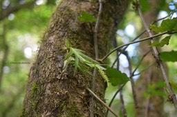 Oberonia disticha Orchidacea e Indigène La Réunion