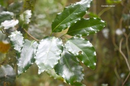 Ocotea obtusata Cannelle marron Laura ceae Endémique Réunion, Maurice