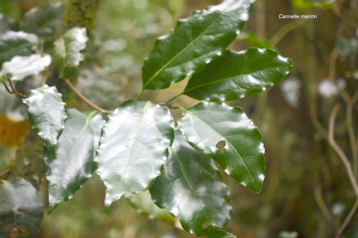 Ocotea obtusata Cannelle marron Laura ceae Endémique Réunion, Maurice