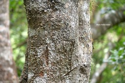 Olea lancea Bois d'olive blanc Ol eaceae Indigène La réunion