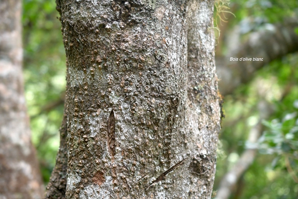 Olea lancea Bois d'olive blanc Ol eaceae Indigène La réunion