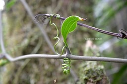 Smilax anceps Liane Croc de chien Sm ilacaceae  Indigène La Réunion