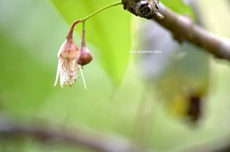 Syzygium borbonicum Bois de pomme blan c Myrtaceae Endémique La Réunion