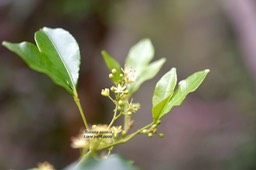 Toddalia asiatica Liane patte poule  Rutaceae Indigène La Réunion