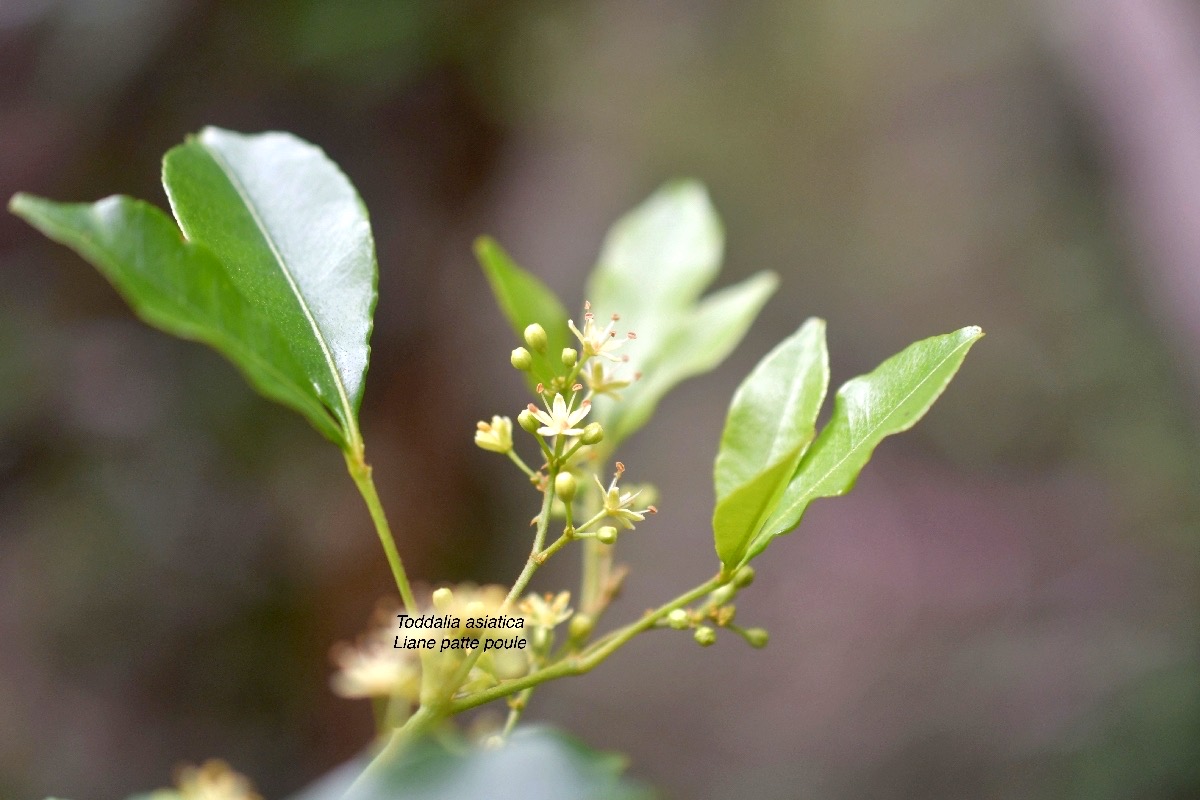 Toddalia asiatica Liane patte poule  Rutaceae Indigène La Réunion