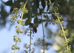 Abeille sur fleurs de Tan rouge