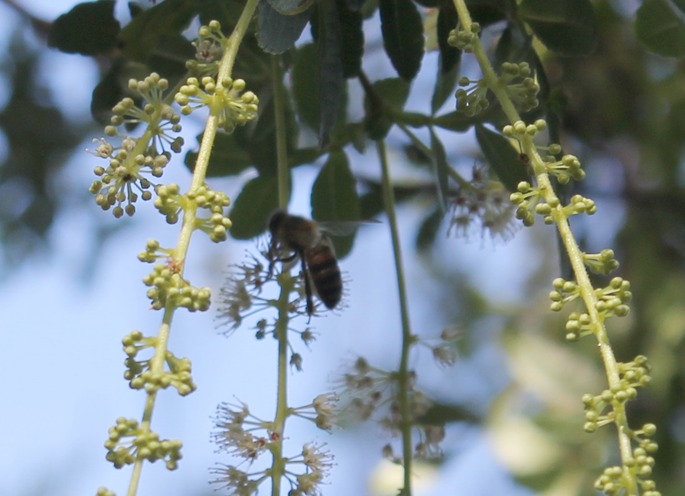 Abeille sur fleurs de Tan rouge