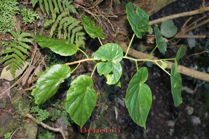 Bégonia