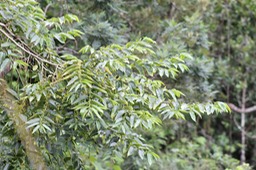 Bois d'andrèze- Trema orientalis-Cannabacée - I