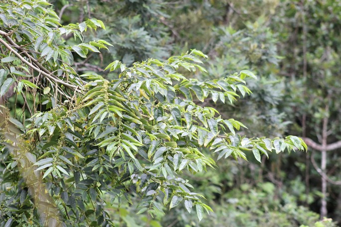 Bois d'andrèze- Trema orientalis-Cannabacée - I