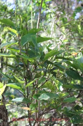 Bois de cabri blanc - Antidesma madacascariense-I
