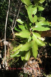 Bois de Cabri blanc