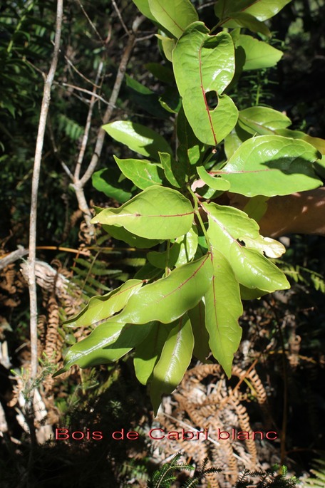 Bois de Cabri blanc