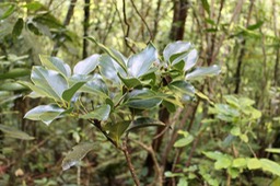Bois de Cannelle marron - Ocotea obtusata - Lauracée - Masc