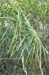 Bois de chandelle- Dracaeana reflexa -Ruscacée -I