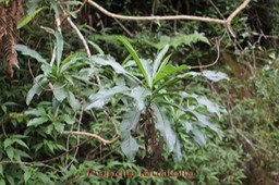 Bois de chenille - Psiadia laurifolia - Astéracée - B