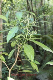 Bois de corail - Chassalia corallioides - Rubiacée - B