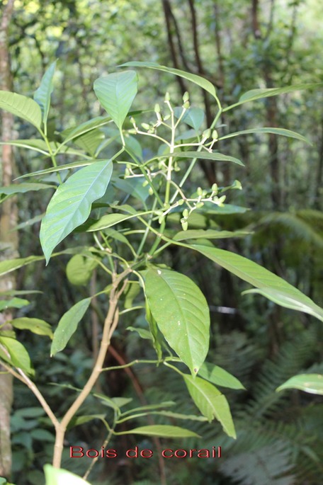 Bois de corail - Chassalia corallioides - Rubiacée - B
