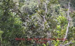 Bois de fer bâtard - Sideroxylon borbonicaum - Sapotacée - B