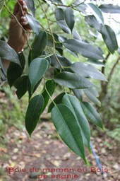 Bois de maman - Maillardia borbonica - Moracée - B