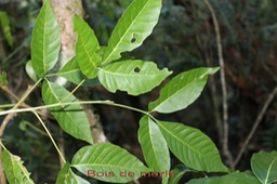Bois de merle - Allophyllus borbonicus- Sapindacée- Masc