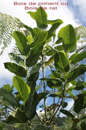 Bois de piment ou Bois de rat - Geniostoma borbonicum - Loganiacée - Masc