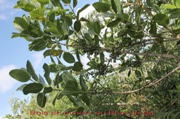 Bois de piment
